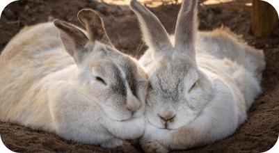 Clinic for best sale rabbits near me