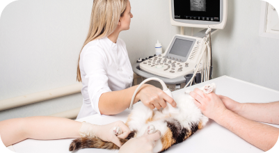 Ultrasound and Echocardiograms