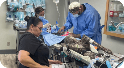 Surgery